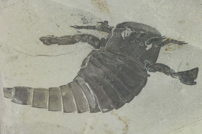 Eurypterus (Sea Scorpion) Fossil - New York #131481